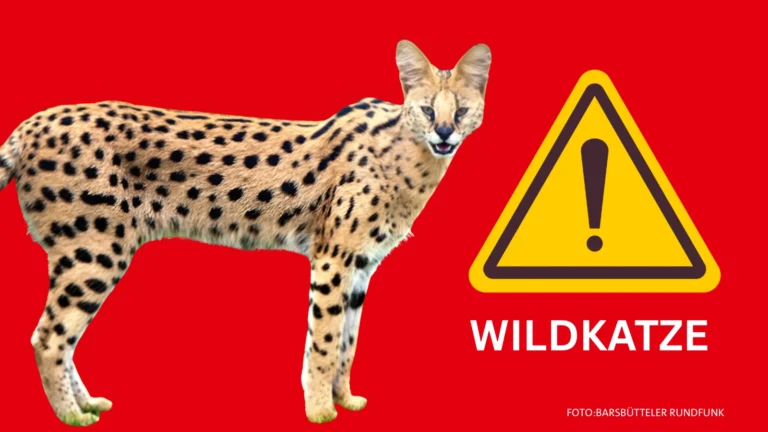 Entlaufene Wildkatze in Neuschönningstedt: Stadt warnt vor Serval