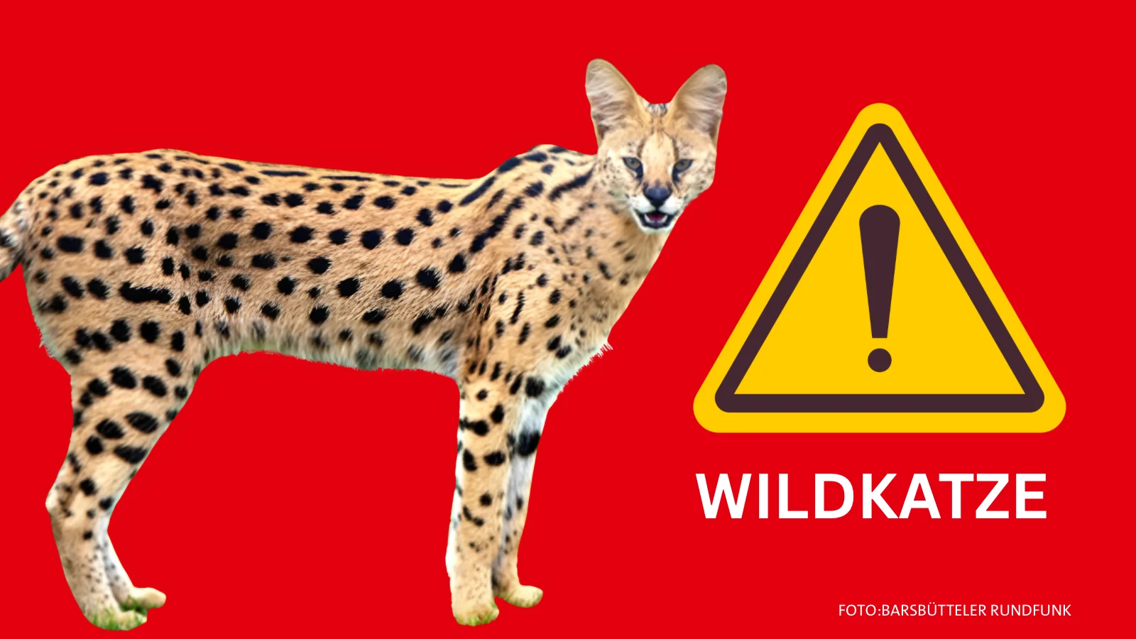 Entlaufene Wildkatze in Neuschönningstedt: Stadt warnt vor Serval